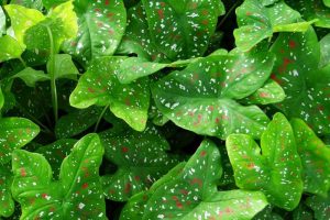 Caladium Plant Leaves Florida Beauty