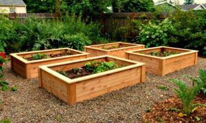 Use Red Cedar for Raised Bed Gardens