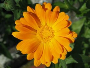 Marigolds Container Garden