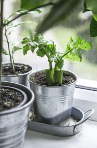 Container Vegetable Gardening Celery Stalk Kitchen