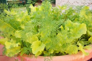 Container Vegetable Gardening Terracotta Pot Dill
