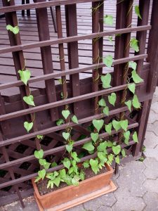 Container Vegetable Gardening Pea Vine Trellis