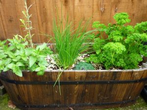 Container Vegetable Gardening Wash Tub Garden