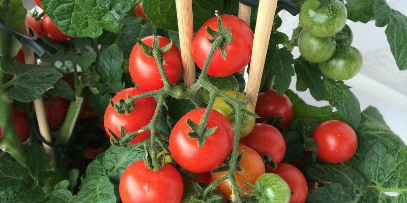 Garden Tomato Plants