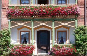 Geraniums for Window Planters