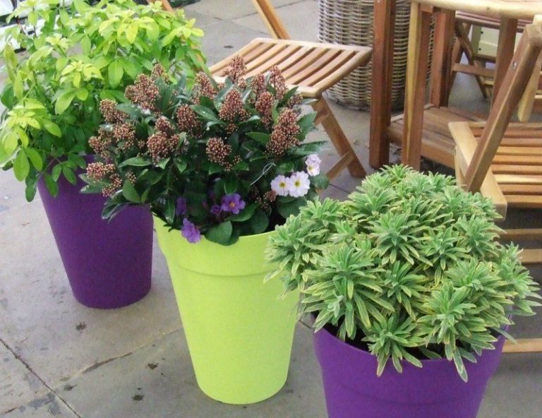 Native Plants Container Garden native-plants-container-garden