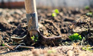 Organic Gardening Preparing the Soil