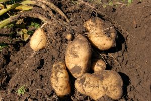 Raised Bed Garden Potatoes